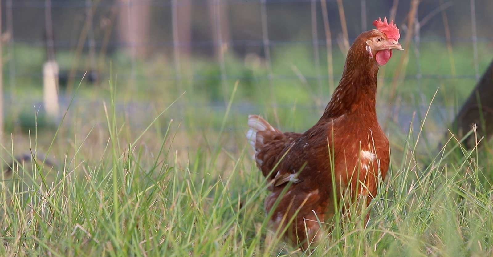 Lockwood Farms chicken photo